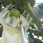 Obstpflücker Hauptkorb